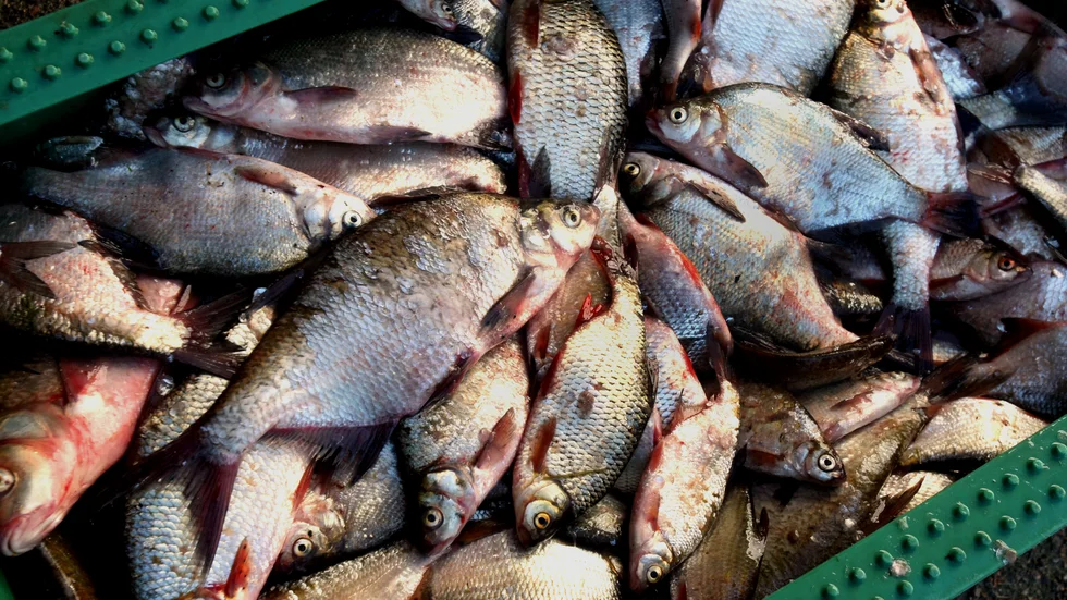 Grannarna vill att vitfisk fiskas bort ur sjön för att återställa balansen. 
