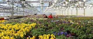 Här blommar 500 000 penséer    