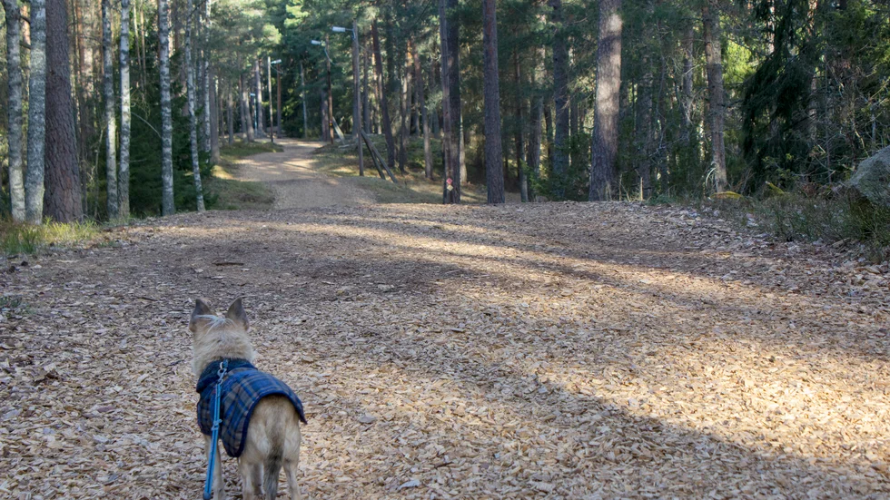Correns reporter och redaktionshunden Valle testade tio av kommunens motionsspår under våren. Och vi fick båda en klar favorit.