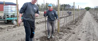 Här ska ännu fler äpplen fylla de nya lagren