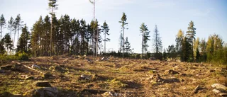 Vår änglamark är endast en önskedröm
