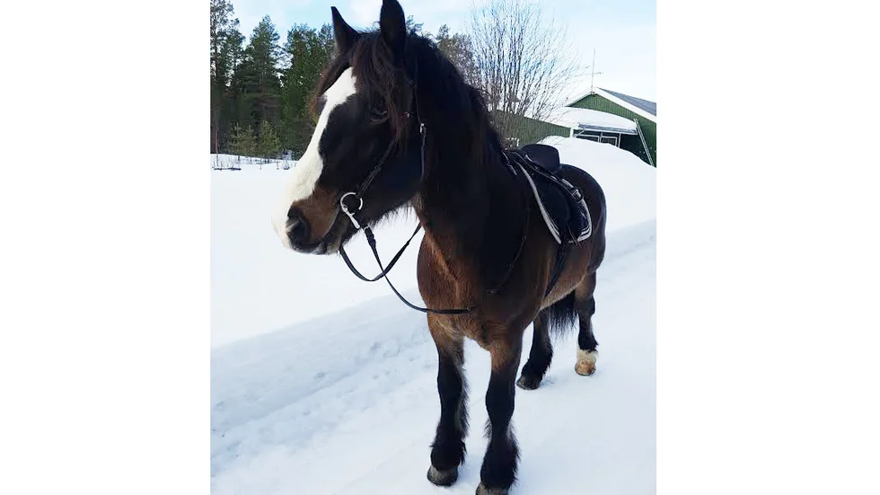 Vallacken Balder blev nio år gammal. Foto: Privat. 