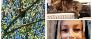 Katten Rocket räddad – efter två dygn i det höga trädet