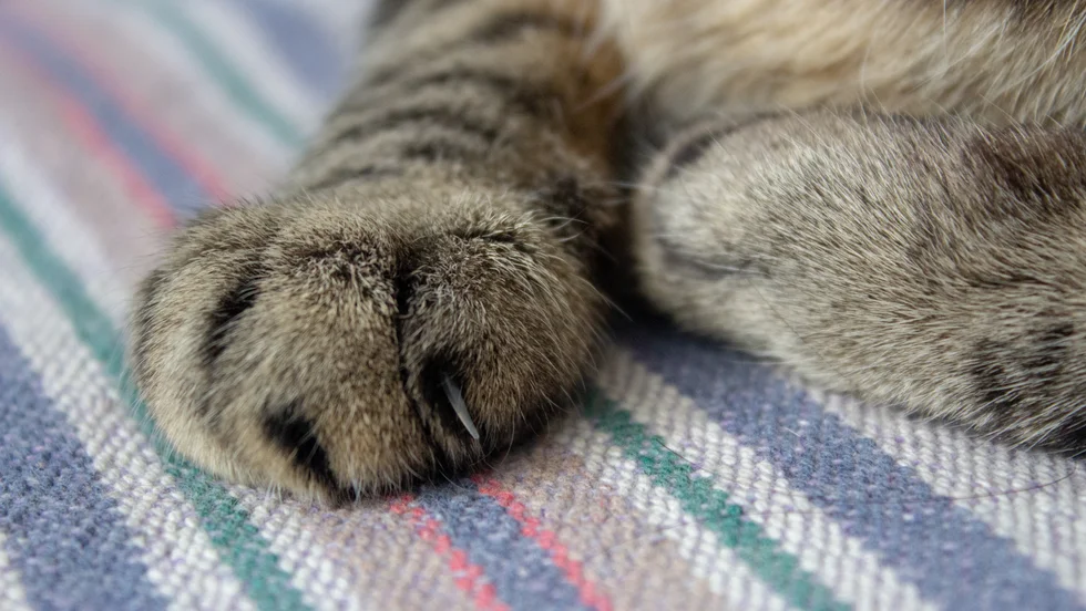 Katten utsattes för lidande, enligt åklagaren. Djurägaren förnekar brott.