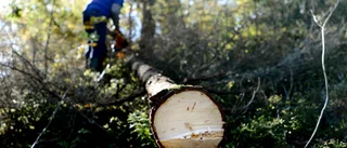 Visst finns jobb med framtidsutsikter