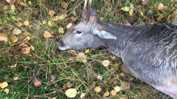 Den hornbärande dovhjorten, som också kallas spetshjort, var enligt både jägaren och tingsrätten väldigt lik en rådjursbock. Bedöm själv.