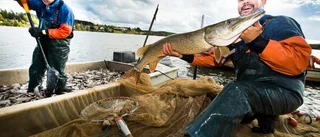 Notfiske  i Bodensjöarna i sommar igen