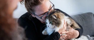 Kula hittad i katten Felix mage – sköts i bostadsområde