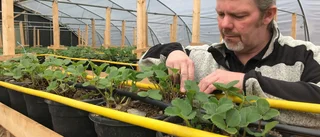 Ser positivt på jordgubbssäsong med självplock