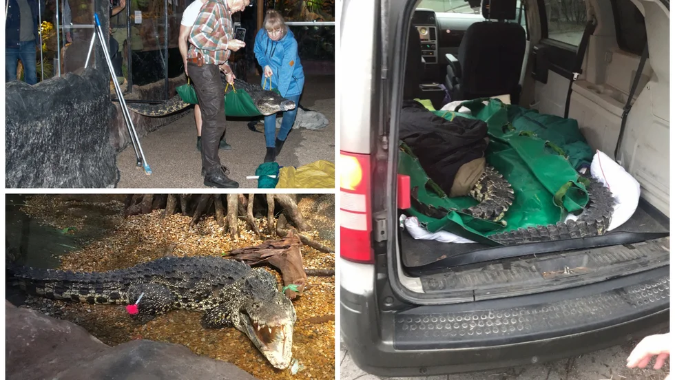 Väl inbäddade i sovsäckar reste krokodilparet i bil till Kolmårdens tropicarium. Men innan dess sövdes de ner.