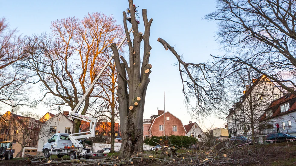 Här faller den sista av de sju systrarna mot marken. Under onsdagen ska trädet kapas ytterligare och till slut kommer en majestätisk stubbe med sju stumpar stå i Slottsparken.
