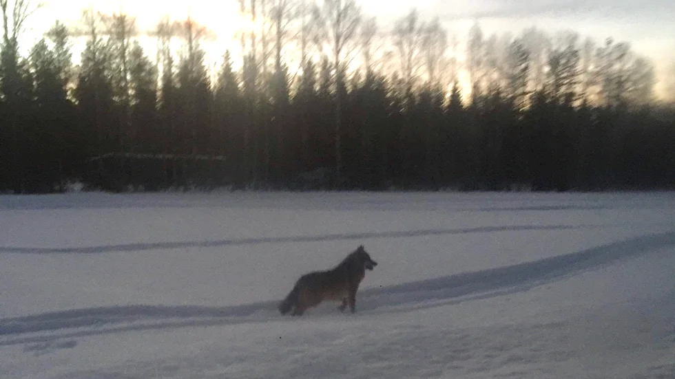 En misstänkt varg sågs i Sörstrand på måndagen.