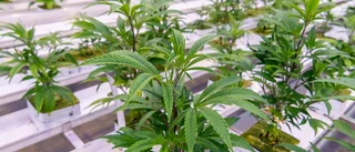 Hyrde pappas lägenhet – pojkvännen startade cannabisodling i garderoben