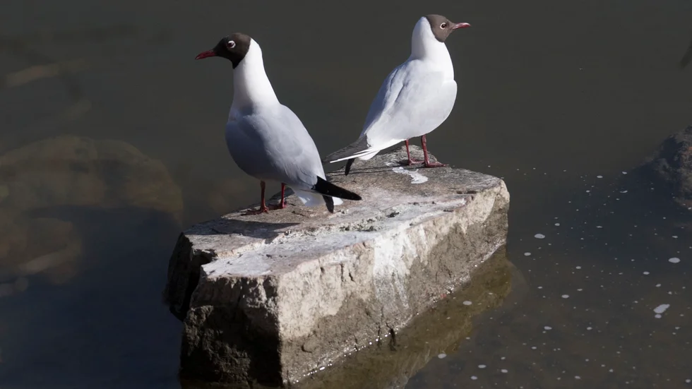Skrattmåsar i Kalmar misstänks ha drabbats av fågelinfluensa. Kalmar kommun har samlat in fåglar och skickat för provtagning till Statens Veterinärmedicinska anstalt (SVA), och provsvar väntas i mitten av veckan. 
