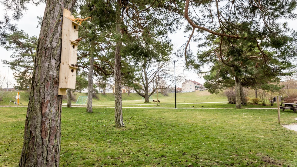 En man har anmälts för brott mot knivlagen efter att ha burit kniv i Tallunden i Visby.