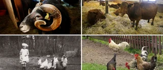 Tamdjuren som klarat kriser i tusen år