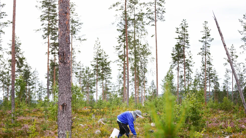 Nu väntas mindre mängder svenska bär i butikerna och högre priser varnar bärbranschen.