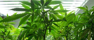 Utrustning för cannabis hittad