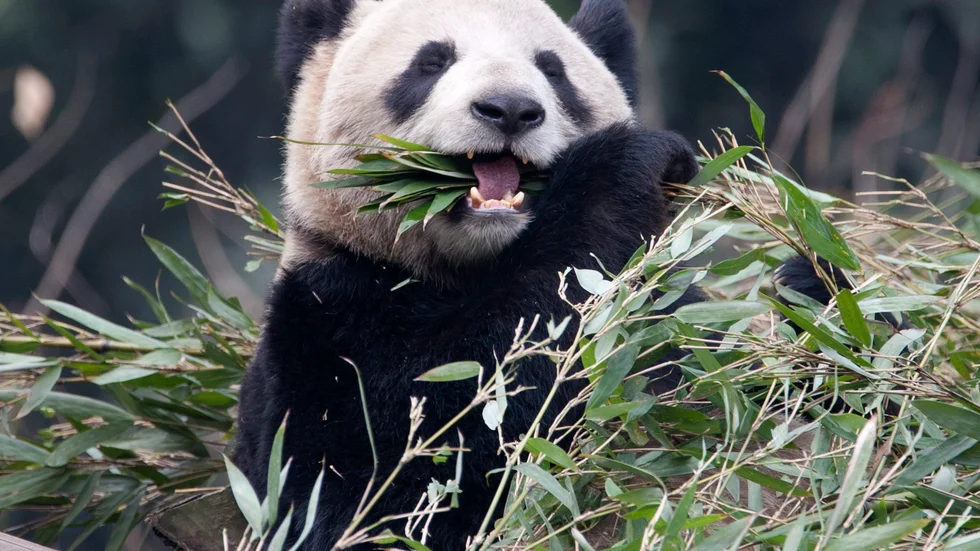 Er Shun får återvända hem till Kina tillsammans med Da Mao. Arkivbild.