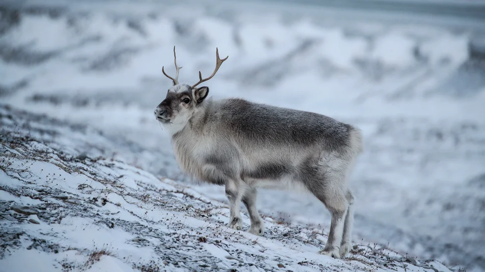 Årets långvariga vinter leder till oro inom rennäringen. Genrebild.