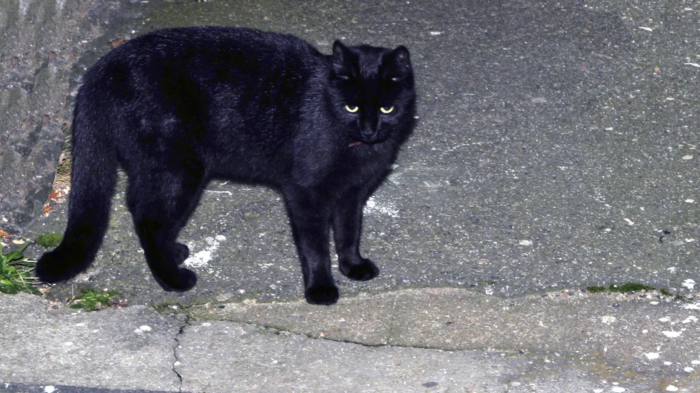 Sex katter i världen har diagnosticerats med covid-19 i världen. Katten på bilden är med största sannolikhet inte en av dem. Arkivbild.