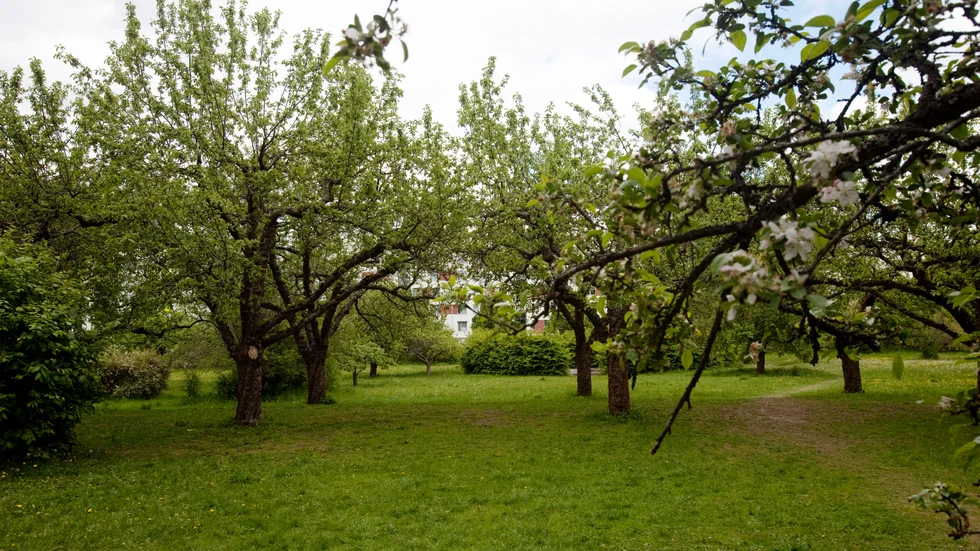 Seminarieparken är ett exempel där kommunen inte tar hänsyn till den biologiska mångfalden, skriver Inger Sjöberg.