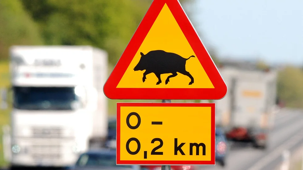 Bilisten hade väjt för vilt. Bilden är från ett annat sammanhang.