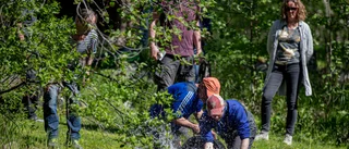 Nya märkta havsöringar i Lillpiteälven