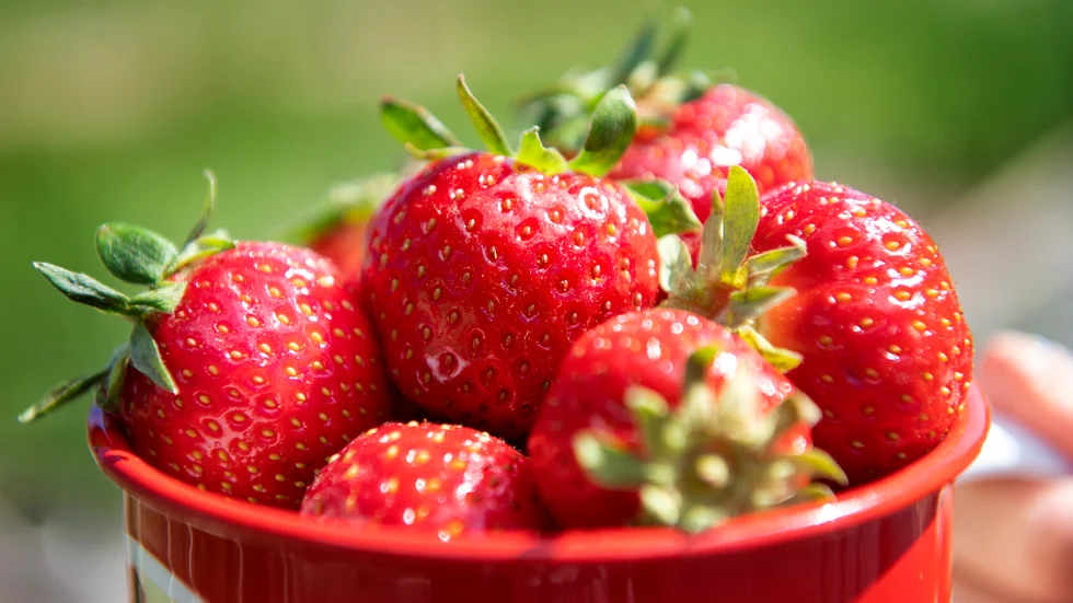 Jordgubbar brukar ofta vara en bristvara till midsommar. I år verkar det snarare handla om det motsatta.