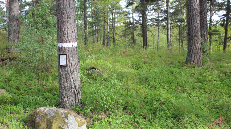 Här syns den lilla skylten om skolskog på trädet och bakom breder skogen ut sig. Den här från Grosvadsskolans närområde.
