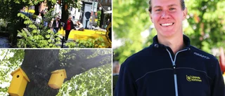 Uppsala får en till sommargata: "Bra respons på första"