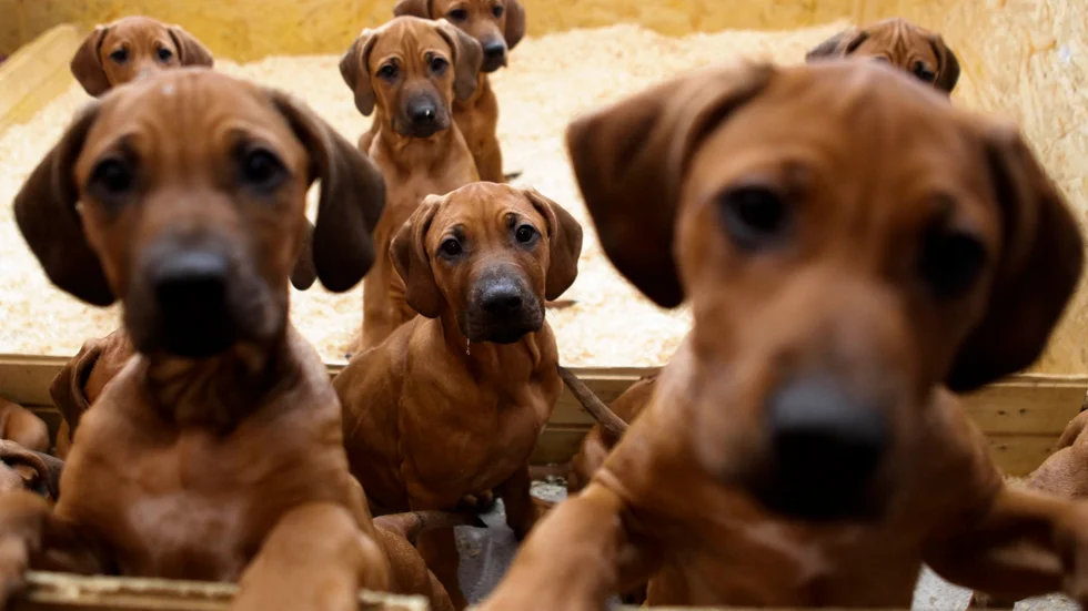 Vår krönikör Lena Grape Lilliehorn hoppas på tillökning av rasen rhodesian ridgeback.