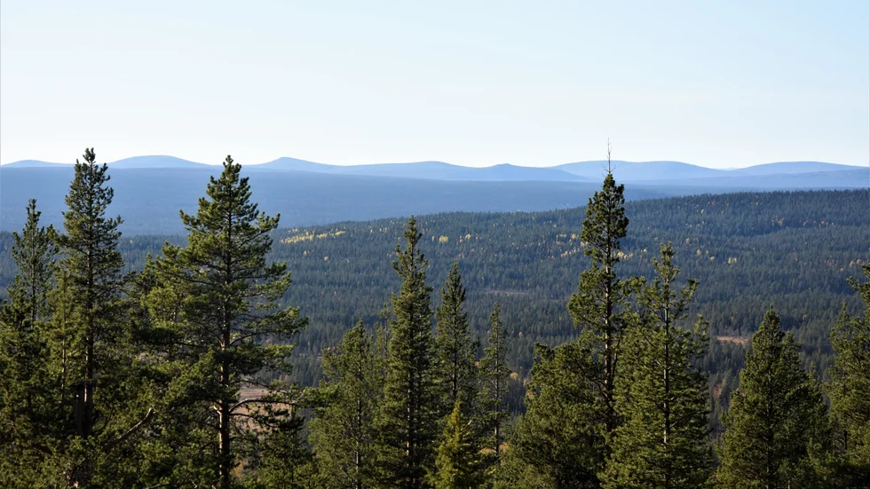 Det finns oklarheter kring skogsägares ersättning om de nekats avverkningstillstånd för fjällnära skog. Det menar Staffan Norin från Skogsstyrelsen.