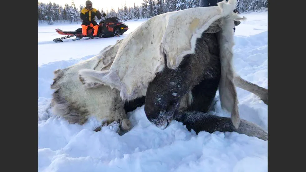 Jukkasjärviborna stoppade om älgen med renskinn.