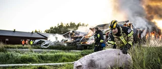 Stor ladugårdsbrand – 600 grisar i byggnaden