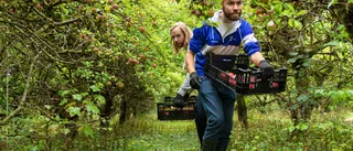 Gotlänning levererar cider till glögg