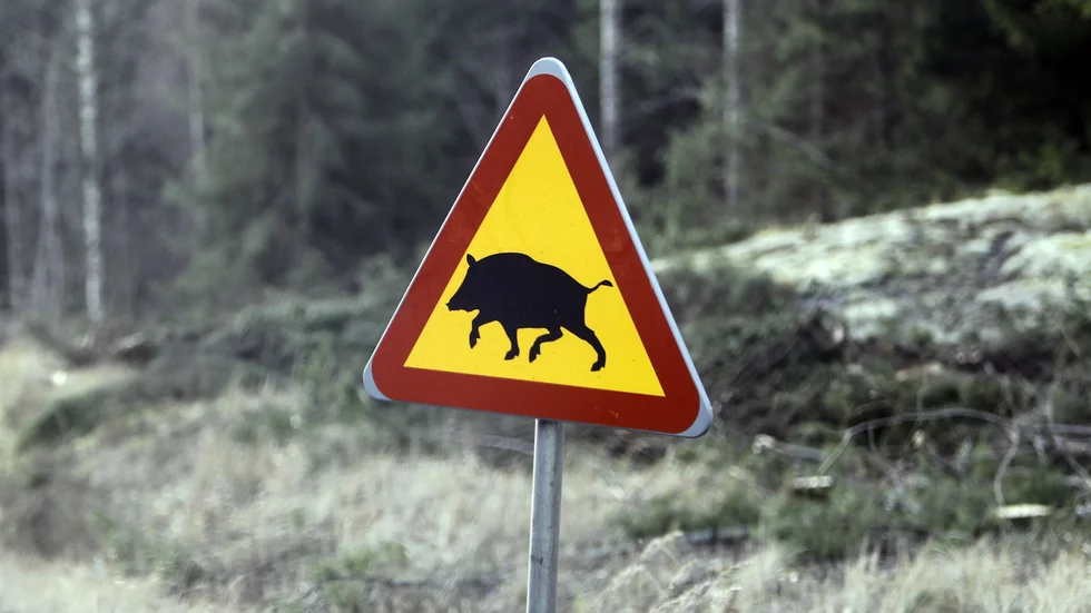 Förutom att vara ett stort problem för lantbrukare är vildsvinen en fara för trafikanter, skriver LRF.