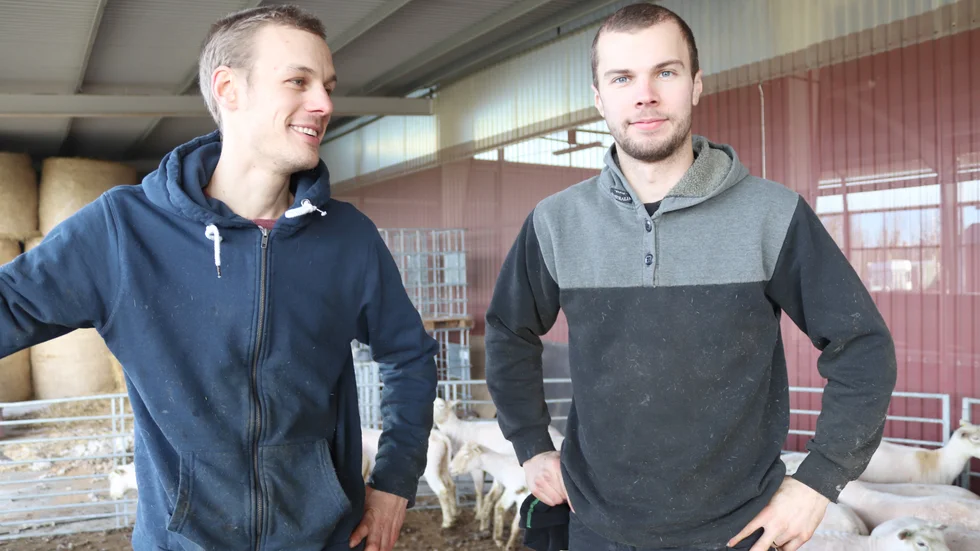 Simon Ronström och Viktor Larsson tävlade i SM i fårklippning. Viktor vann tävlingen, för tredje gången i rad. Simon blev fyra.