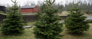 Julgranar försvinner från skolor