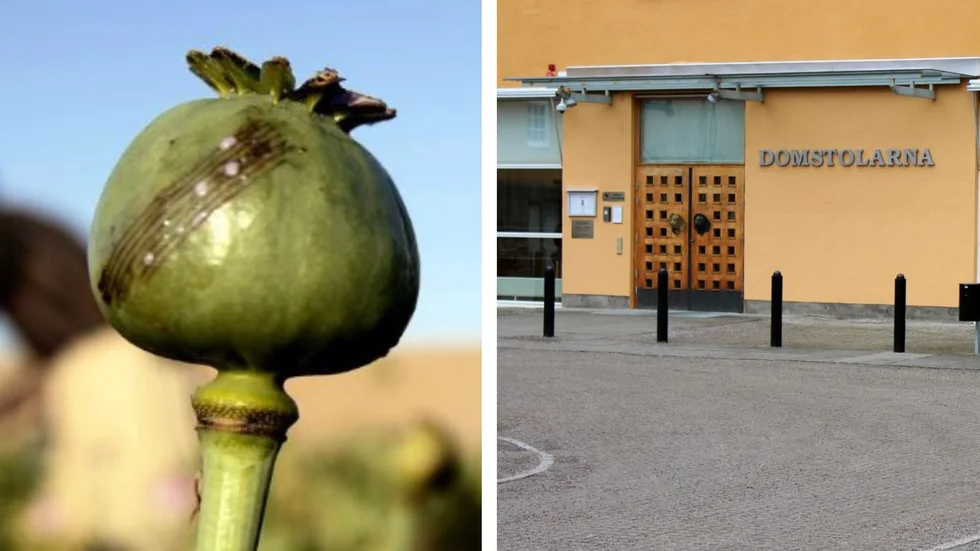 Opium är den intorkade mjölksaften från opiumvallmon. 