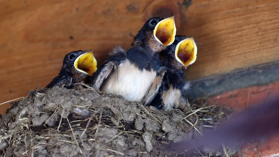 Äh, lägg ägg.