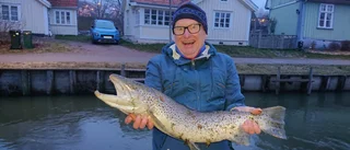 Stor havsöring fångad i Trosaån