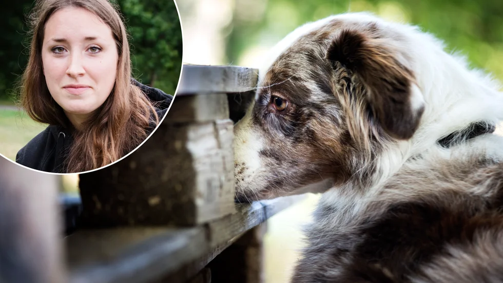 Miranda Norberg är tävlingsledare när är premiärtävling i nosework i Vingåker.