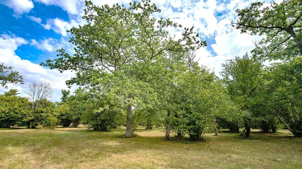 Gerum prästänge bildades i november 2019 och är det hittills yngsta naturreservatet på Gotland. Reservatet omfattar 7,6 hektar ängsmark.