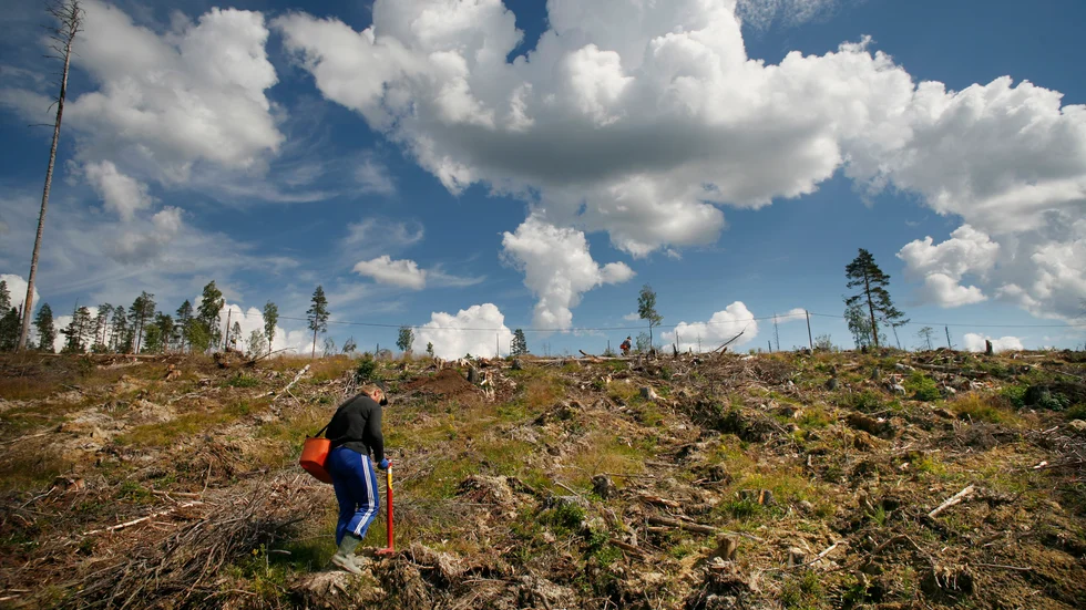 Skogsplantering är en investering i framtiden och en verksamhet som förtjänar att förknippas med schyssta löne- och arbetsvillkor.
