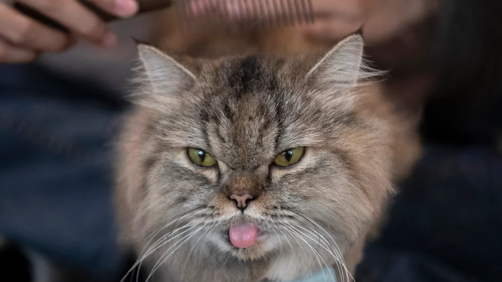 En annan katt. Arkivbild.
