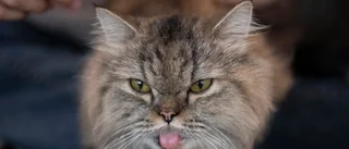 Ilsken katt fall för Arbetsmiljöverket