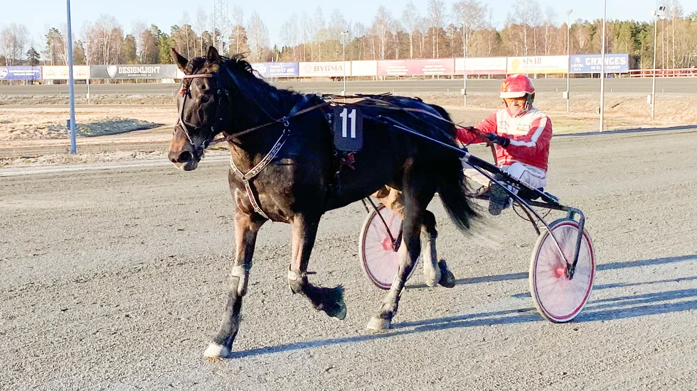 Forspärla och Jan Norberg segerdefilerar efter att ha vunnit på nytt banrekord för äldre kallblodsston.