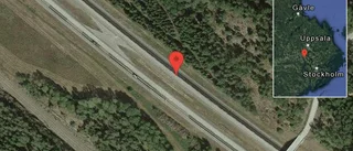 Rådjur på vägen på E18