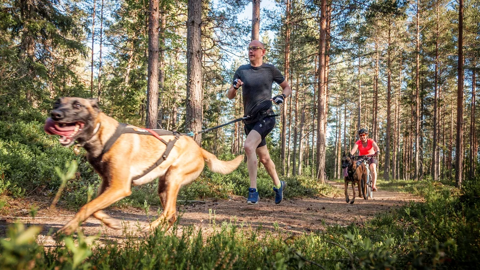 Heja heja! Både hundar och människor mår bra av att få springa av sig i skogen. Här springer Jens Larsson förbi medan partner Katte Josefsson cyklar bakom med hundarna Ailoo och Lura.